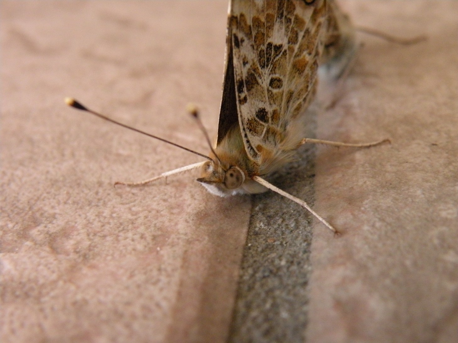 da identificare - Vanessa cardui